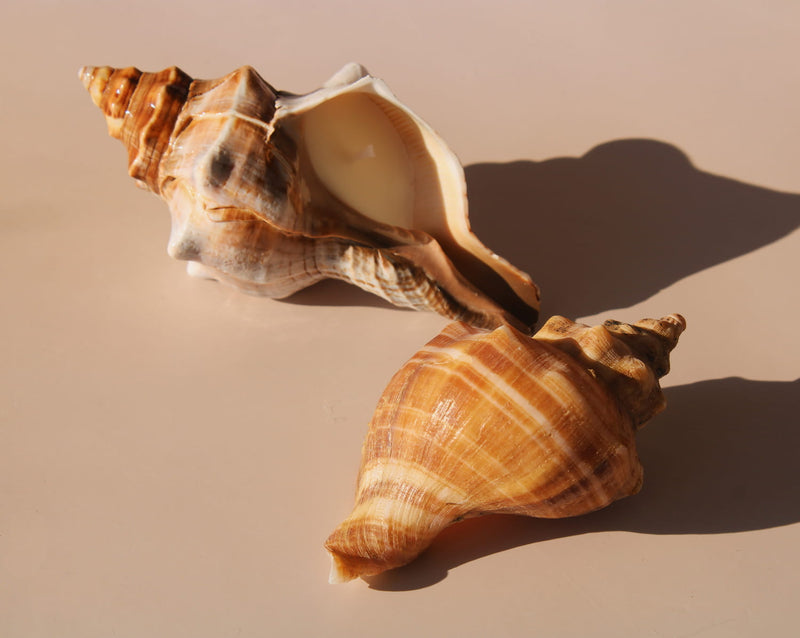 Marée seashell candle in natural conch shell with creamy wax, coastal home decor styling.