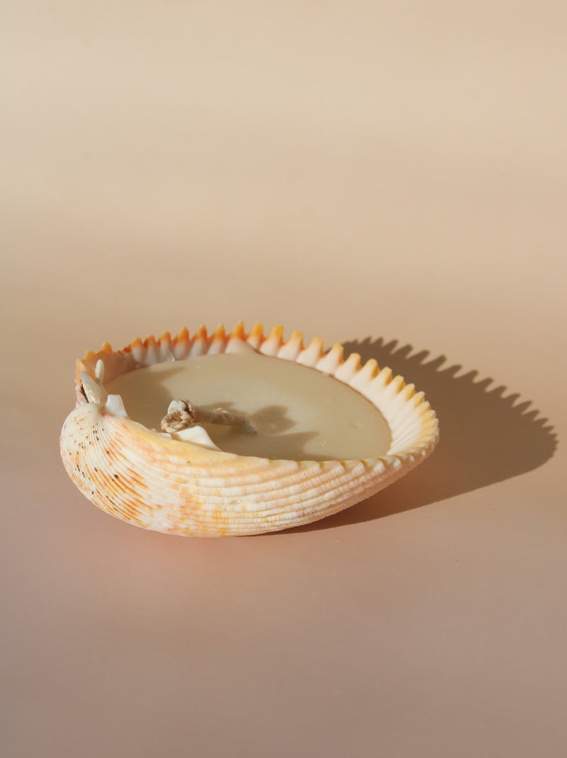 Coquille Candle