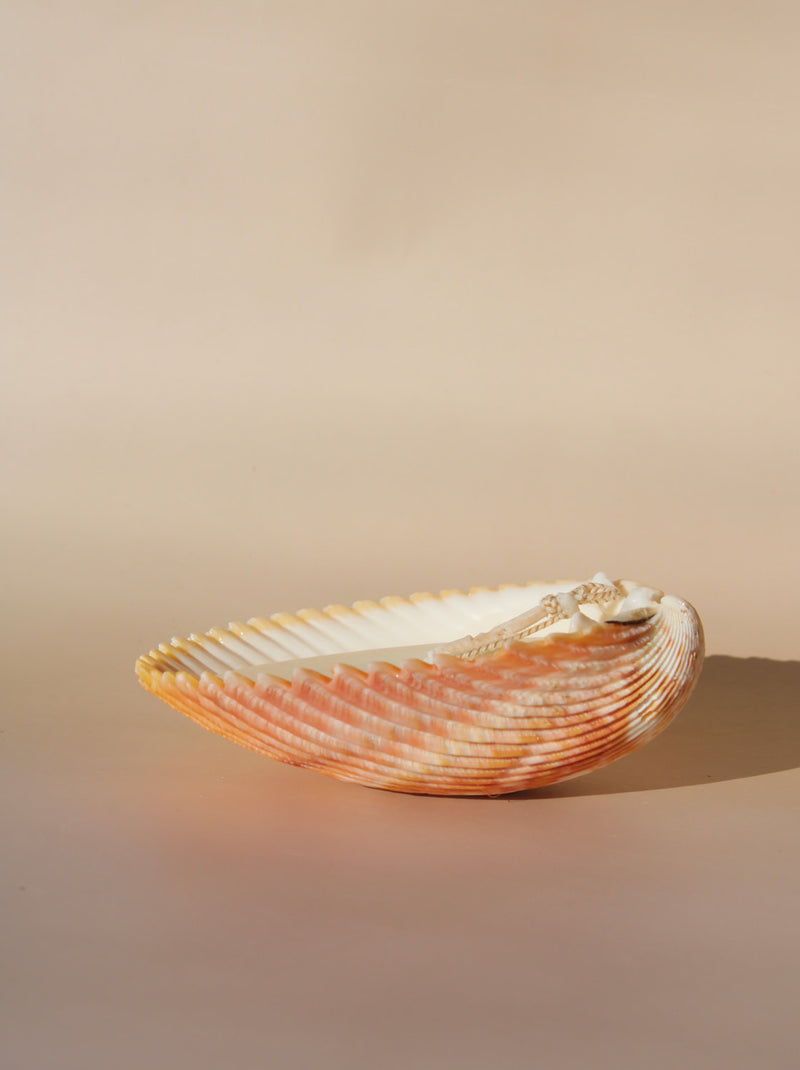 Coquille Candle
