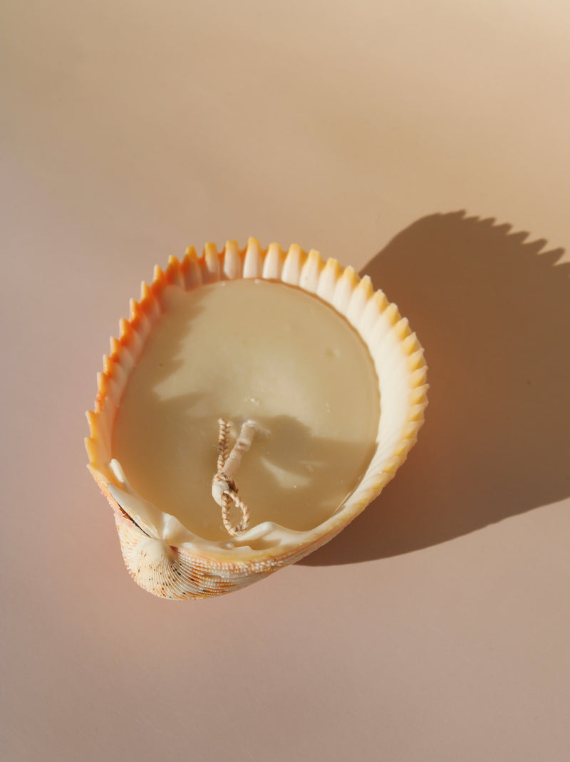 Coquille Candle