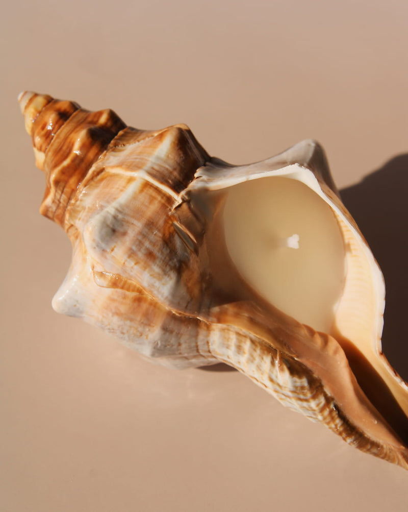 Marée seashell candle in natural conch shell with creamy wax, coastal home decor styling.