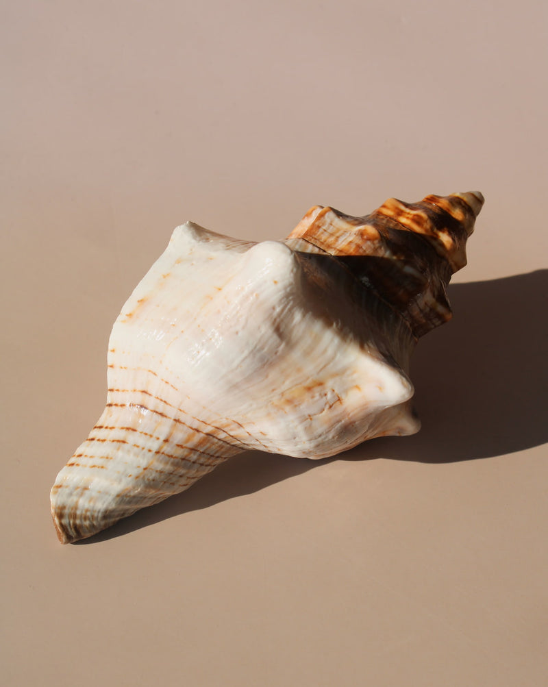 Marée seashell candle in natural conch shell with creamy wax, coastal home decor styling.