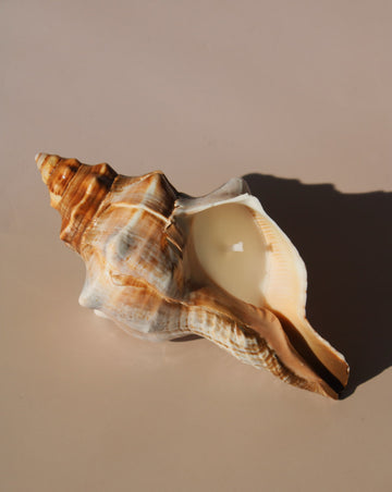 Marée seashell candle in natural conch shell with creamy wax, coastal home decor styling.