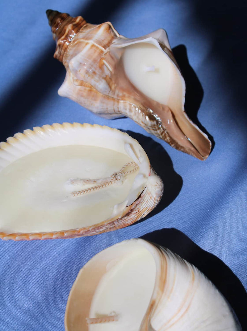 Marée seashell candle with shell-shaped wax and coastal blue styling